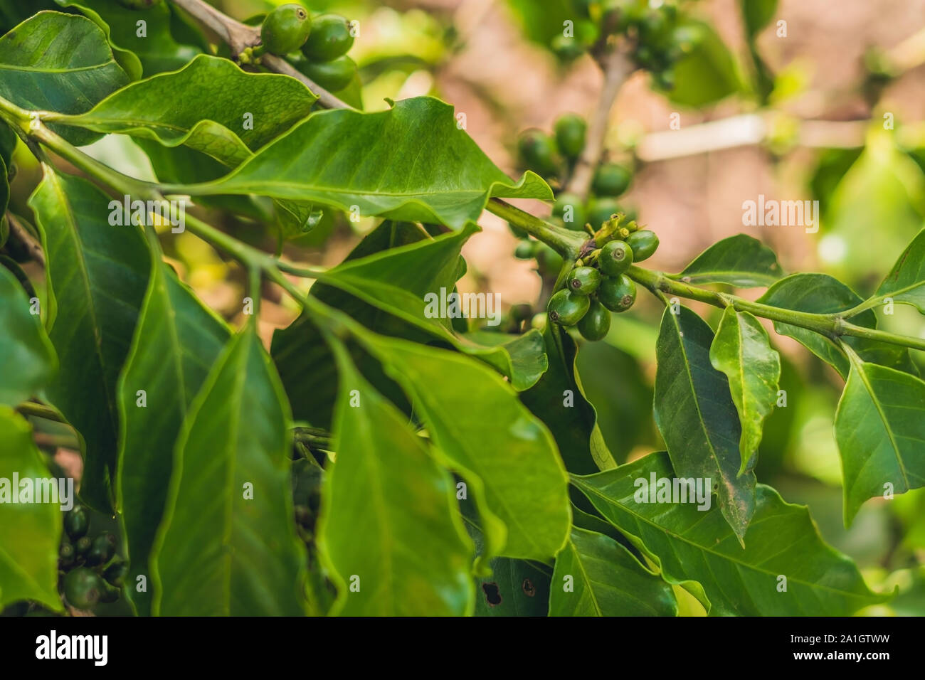 Unripe coffee beans on stem in Vietnam plantation. Stock Photo