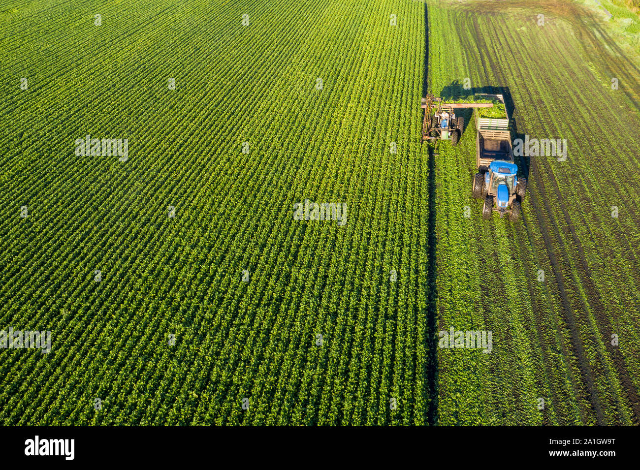 Harvesting celery hires stock photography and images Alamy