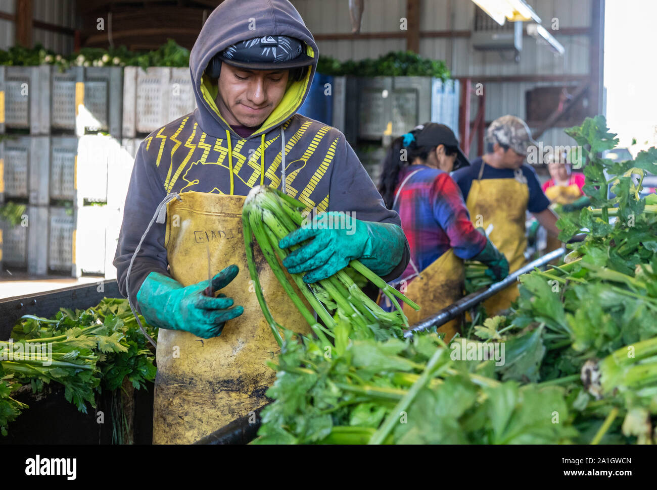 United farm workers mexican hires stock photography and images Alamy