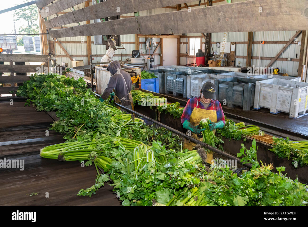 Wayland, Michigan - Workers inspect and pack celery harvested on a farm in west Michigan. Stock Photo