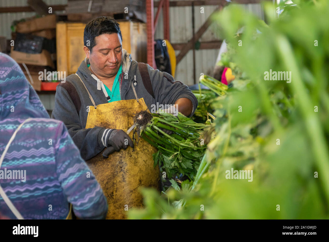 United farm workers mexican hires stock photography and images Alamy
