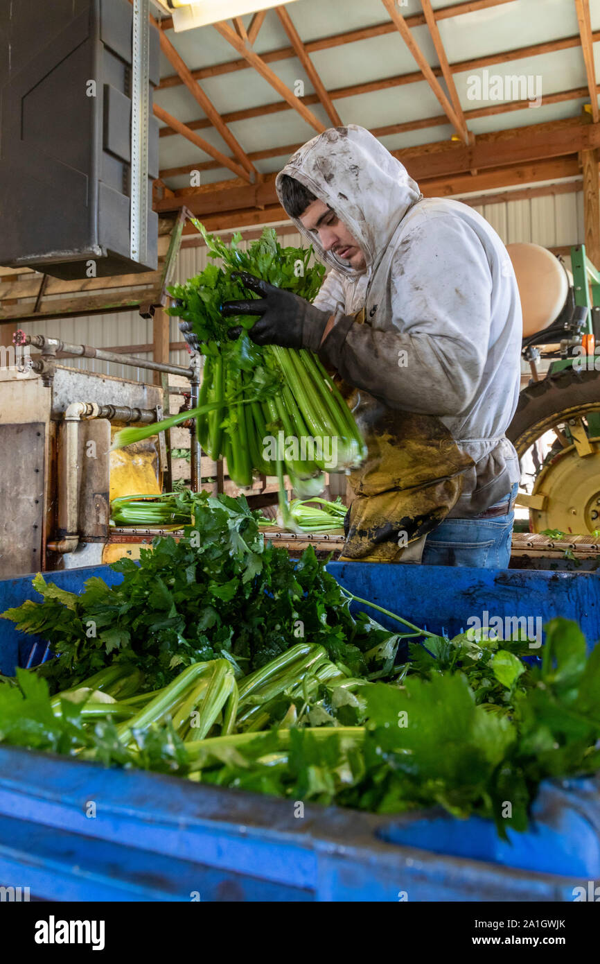 Wayland, Michigan - Workers inspect and pack celery harvested on a farm in west Michigan. Stock Photo