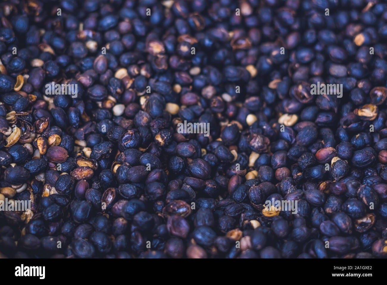 civet coffee ,Kopi Luwak ,Weasel coffee ,raw material for rarest most