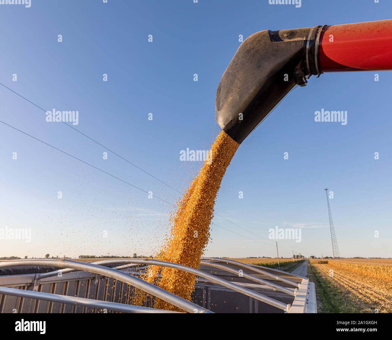 Closeup of combine harvester auger unloading harvested corn kernels ...