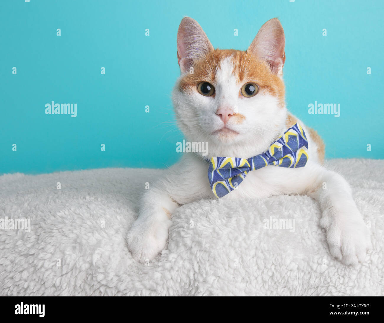 Funny Orange White Tabby Cat Lying Down Wearing Blue Yellow White Bow Portrait Pet Cute Costume String Fluffy Stock Photo Alamy