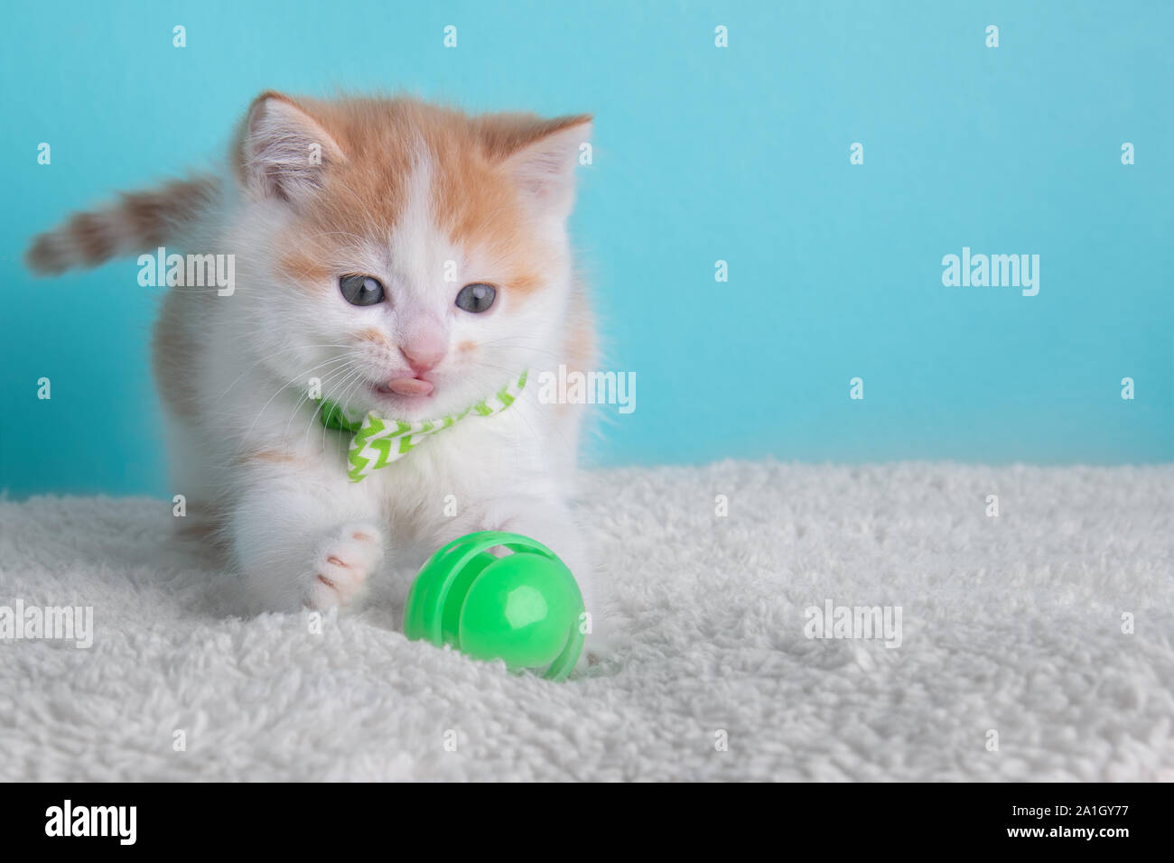 White Kitten with Bow | TikTok, image size:1300x956