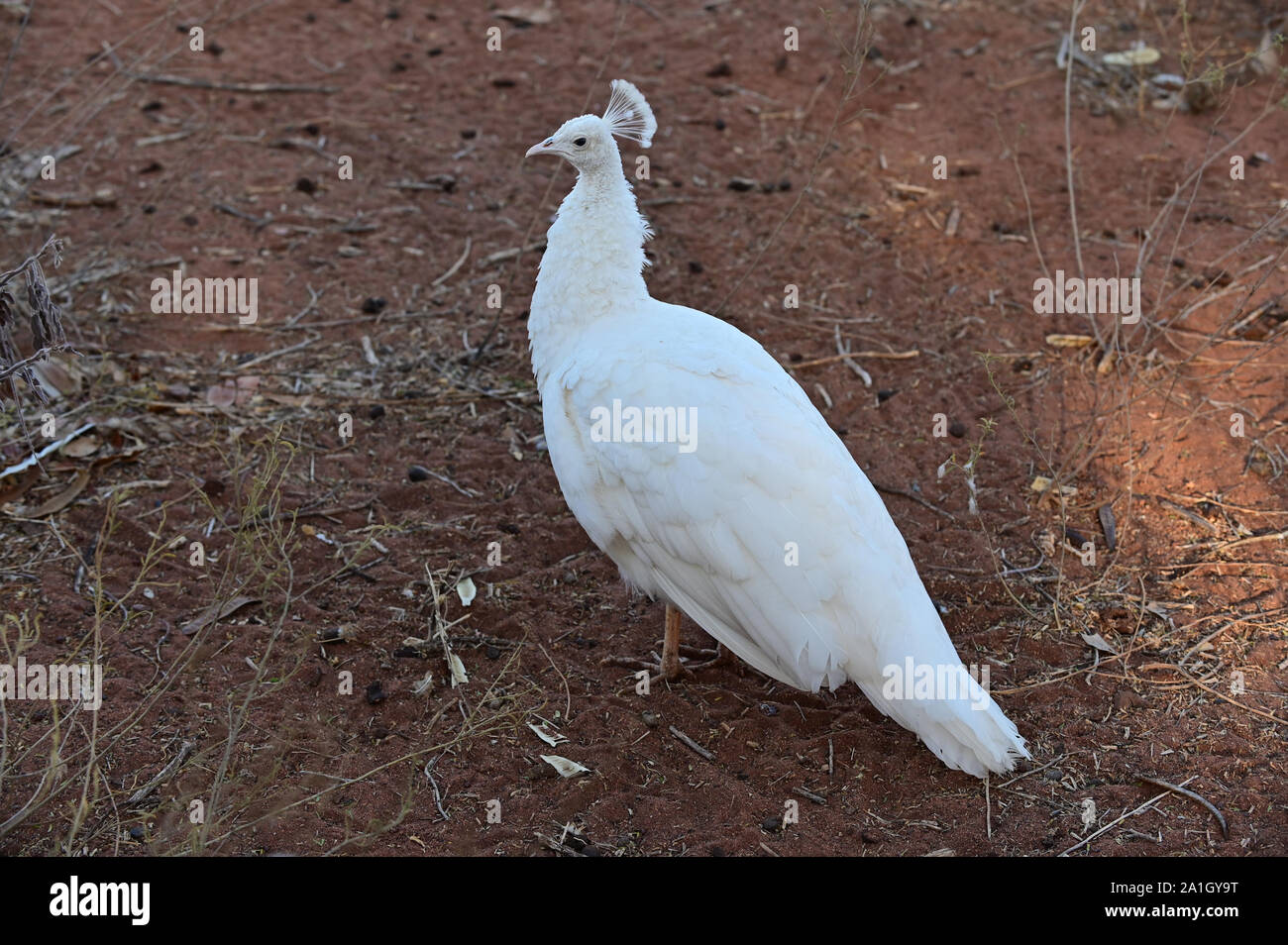 White Peafowl Bird Male Peacock Walking On The Ground Stock Photo Alamy