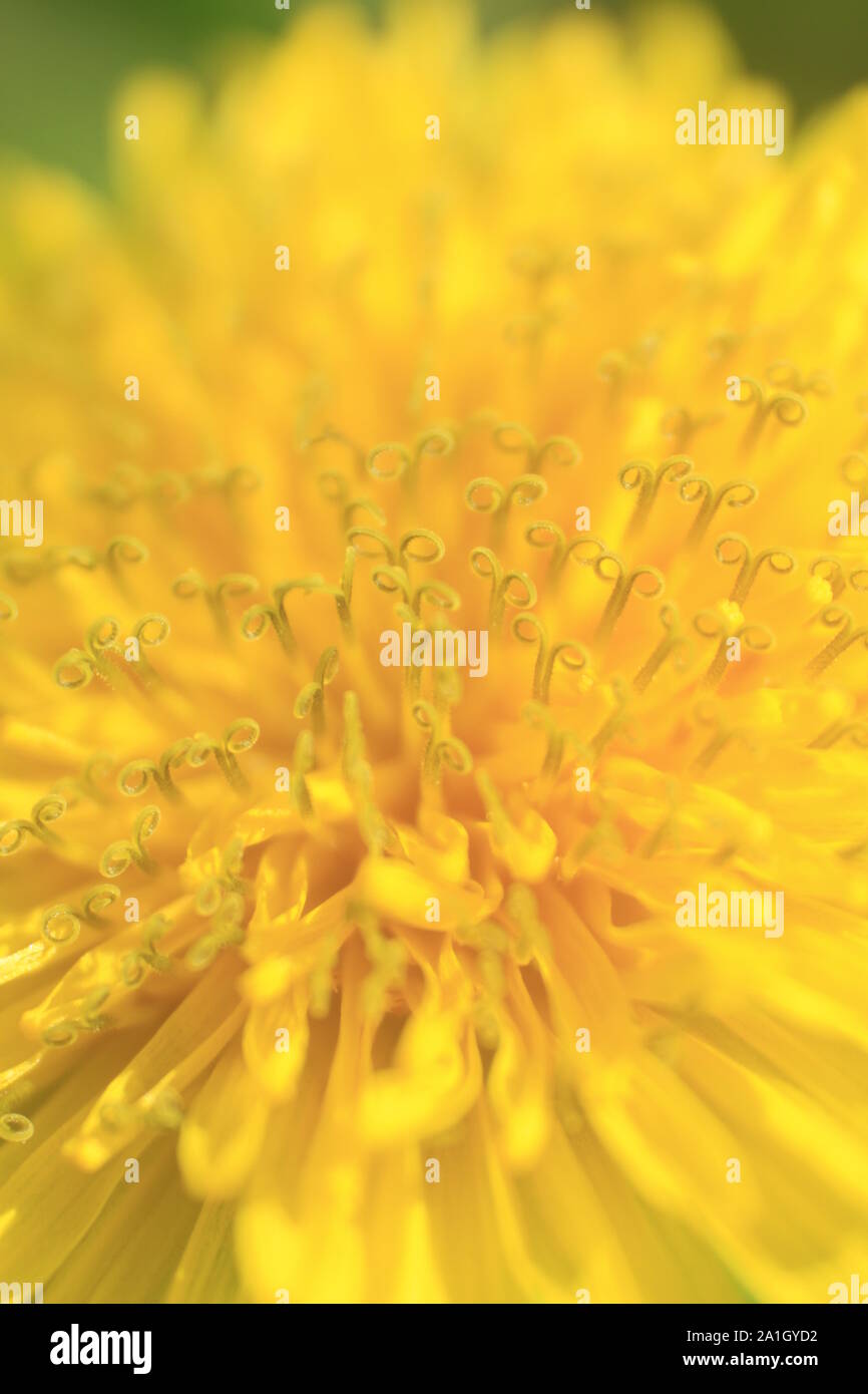 yellow dandelion flower close up Stock Photo
