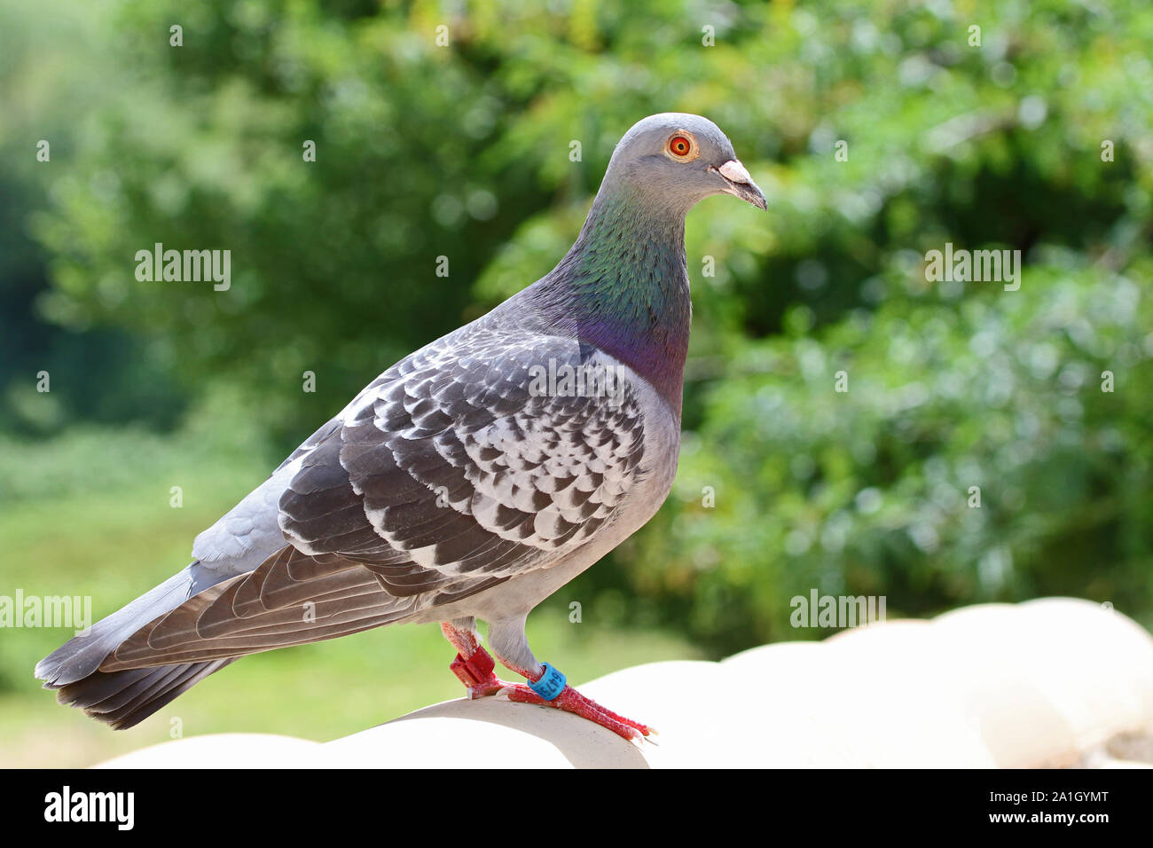 homing pigeon, racing pigeon or domestic messenger pigeon Latin columba