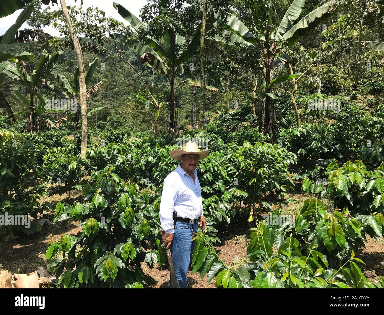 San Pablo Guatemala 29th Aug 2019 The Coffee Farmer Jose De Leon Stands On A Plantation In The Guatemalan Department Of San Marcos Producers See Their Existence Threatened By The Low World