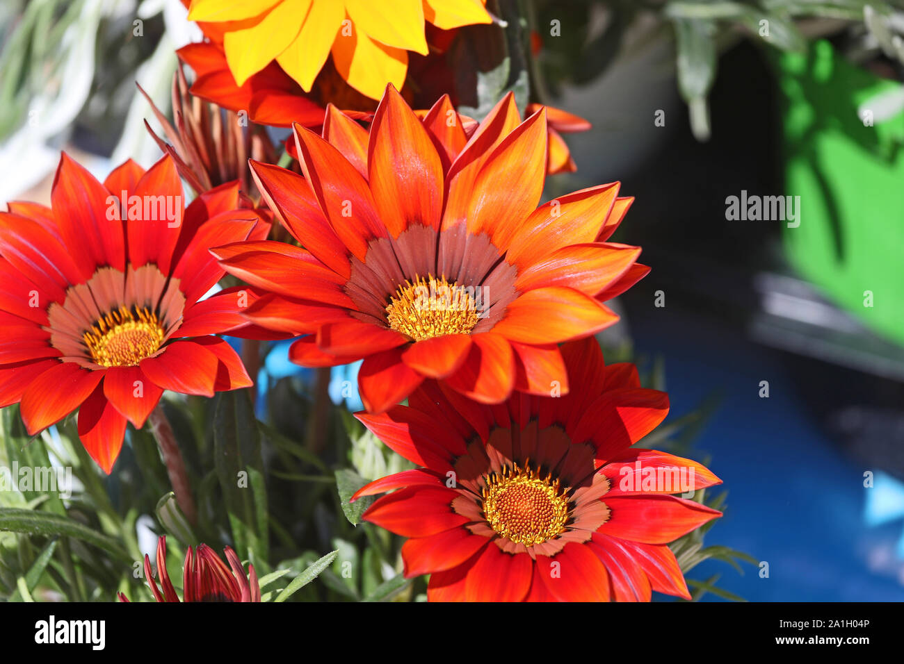 bright orange or red gazania rigens or splendens variegata compositae asteraceae also known as treasure flower blooming in Italy Stock Photo