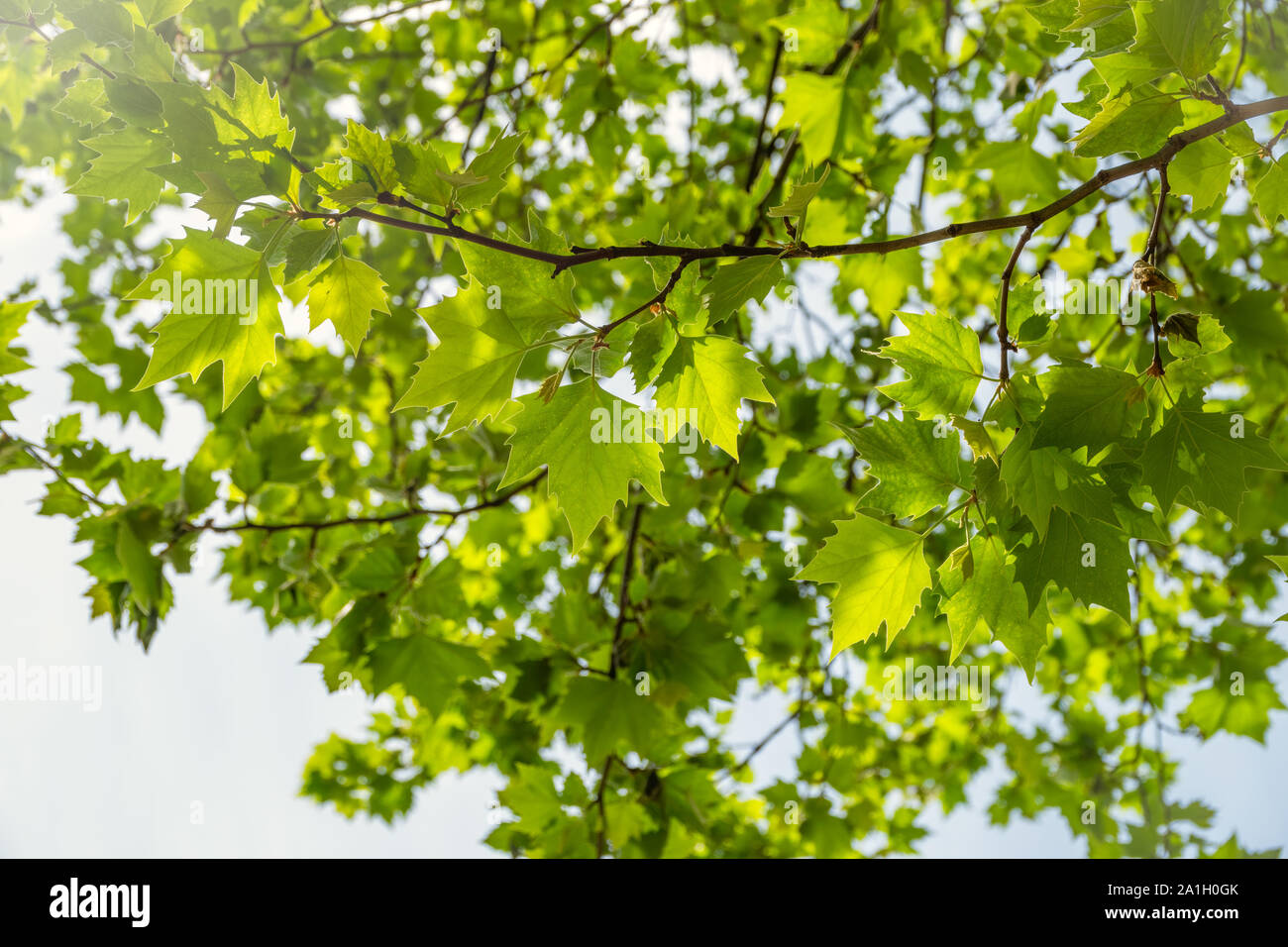 Branches of maple with green leaves lit by the setting sun Stock Photo ...