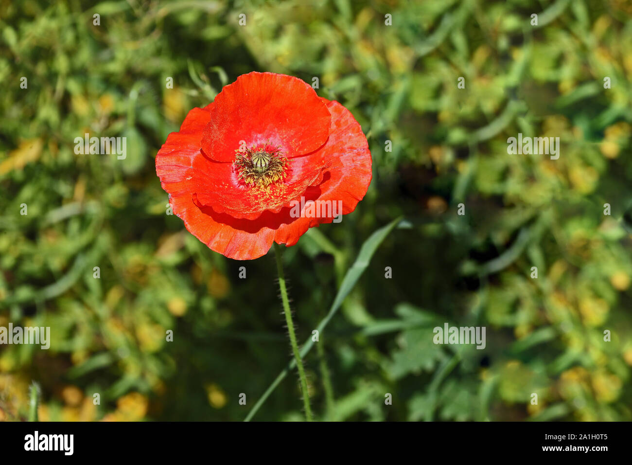 a single poppy in a meadow Latin papaver rhoeas in Italy in Springtime a remembrance flower for war dead and veterans Stock Photo