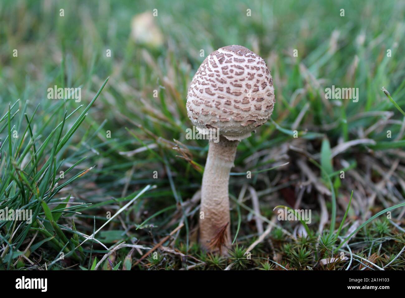 A New Little Toadstool Pops Up Through The Grass Stock Photo