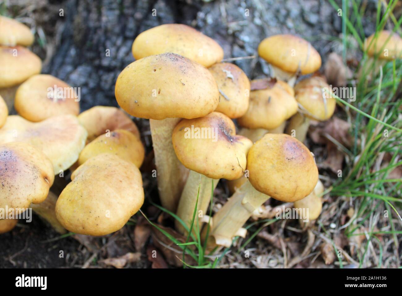 A Cluster Of Mushrooms Grow Along A Tree Stump Stock Photo - Alamy