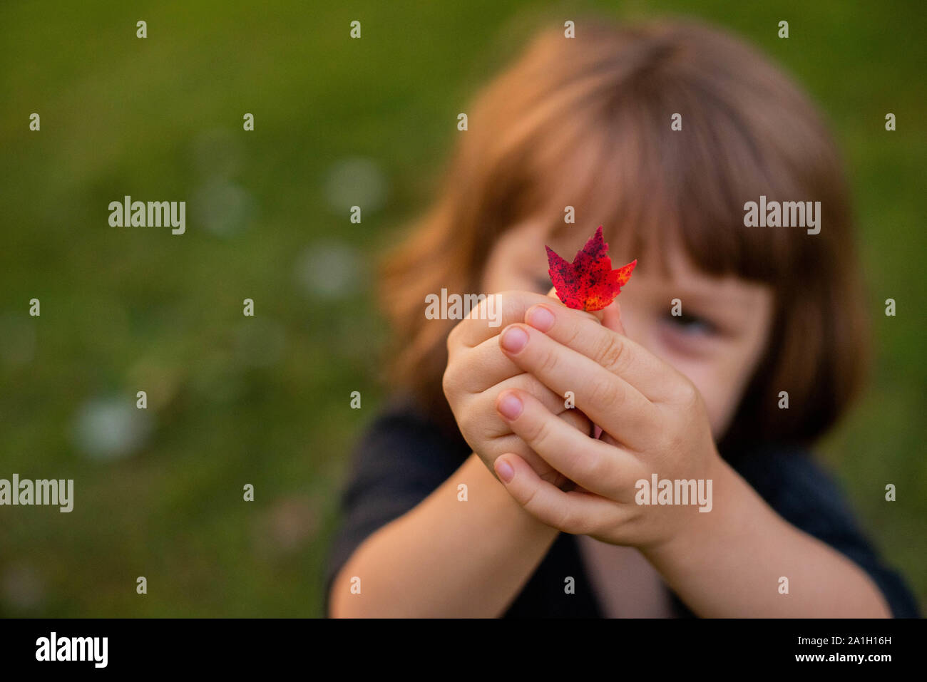 A little girl holding a red maple leaf. Stock Photo