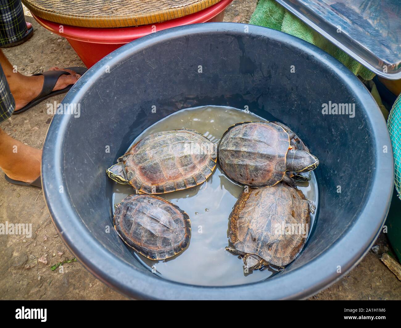 Live, wild freshwater turtles for sale as meat at an outdoor Cambodian tood market. Stock Photo