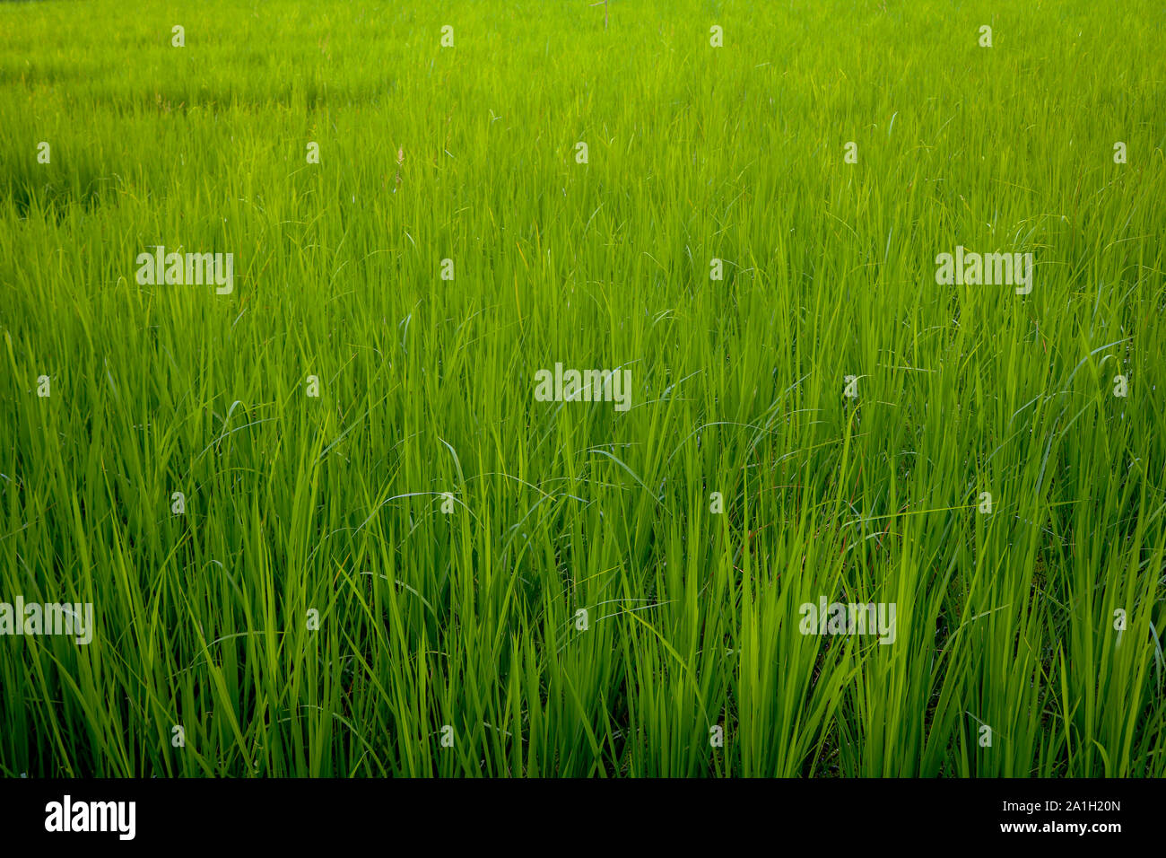 Beautiful paddy field, cloudy sky and tall trees Stock Photo