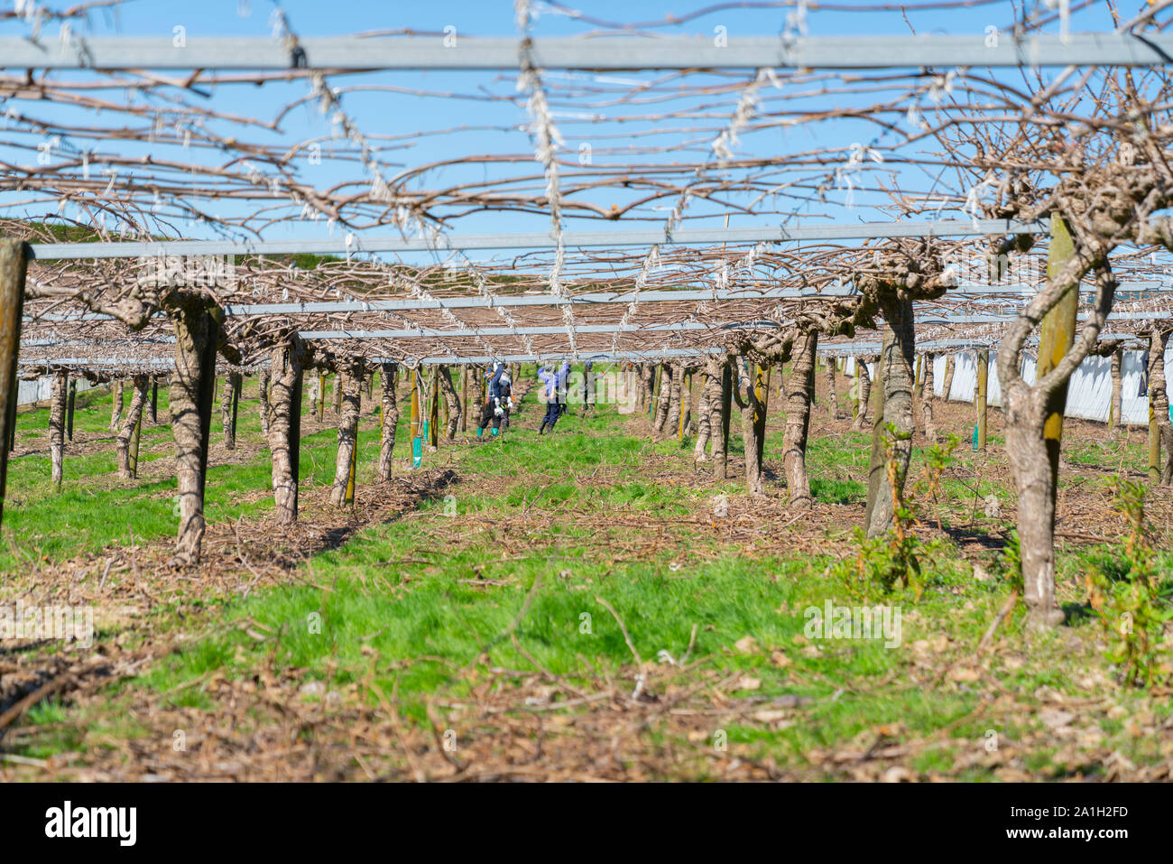 Kiwifruit orchard before new spring growth at pruning time with