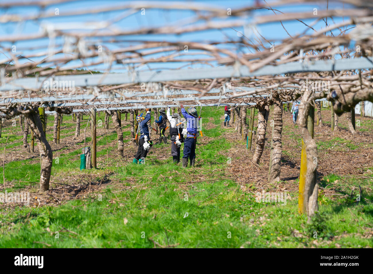 Te Puke New Zealand September 20 2019; Pruning gang working between