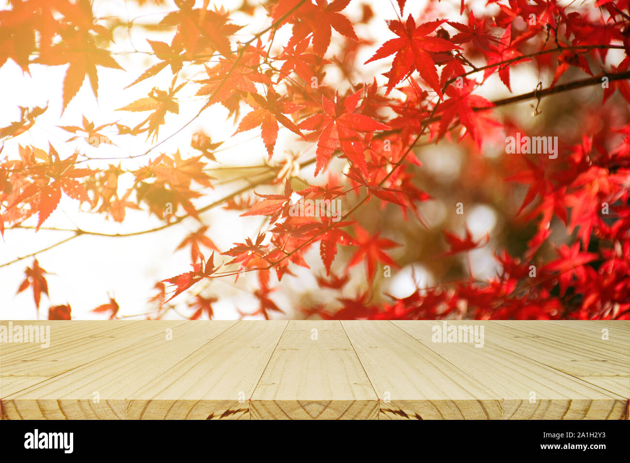 Picnic table with Japanese maple tree garden in autumn. Fully red Maple leaves in Autumn. Autumn background with warm evening light. Stock Photo