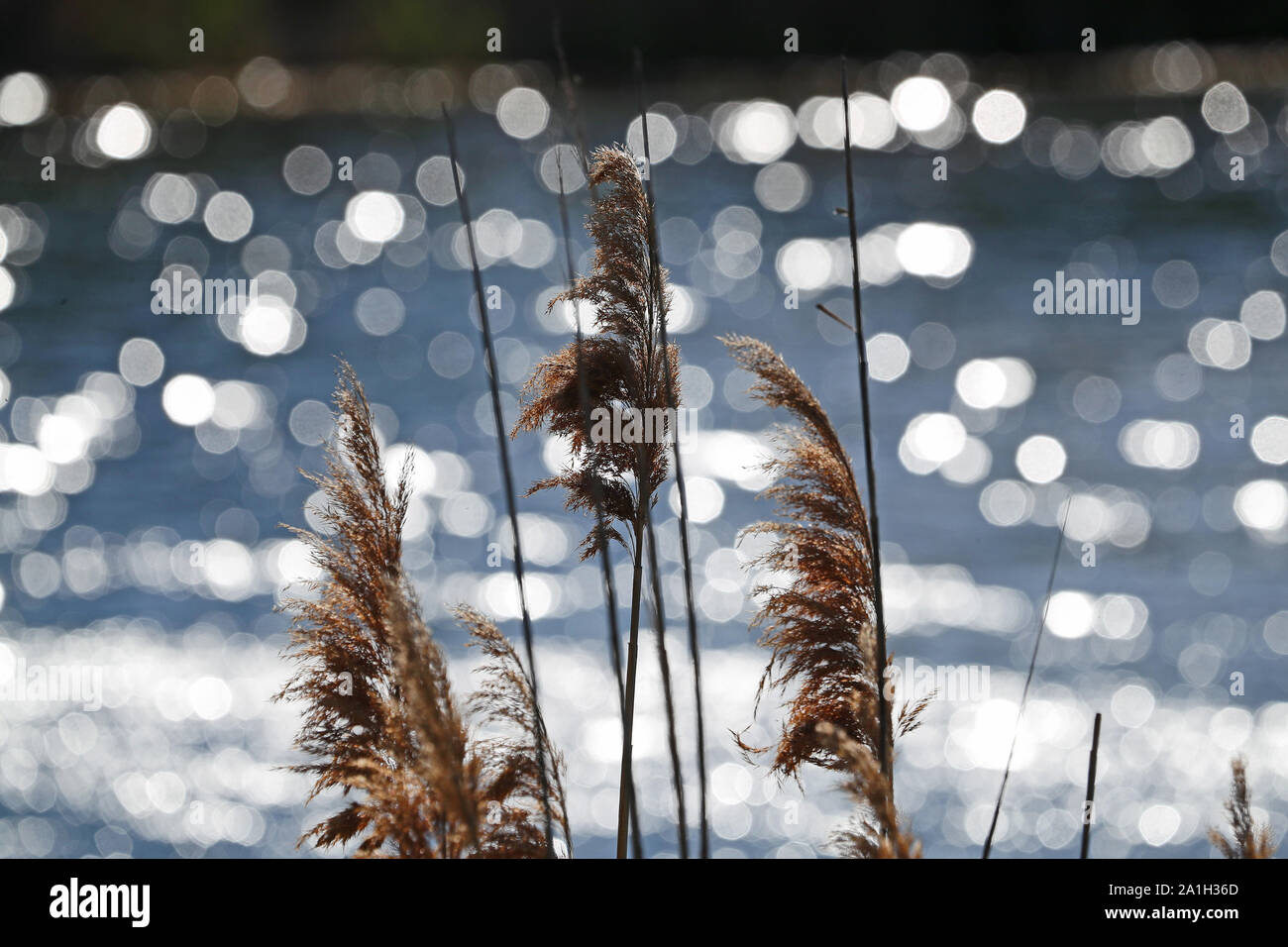 reeds or wild grass known as ravennagrass or elephant grass Latin saccharum ravennae flowering with sparkling water behind in the sunshine Stock Photo