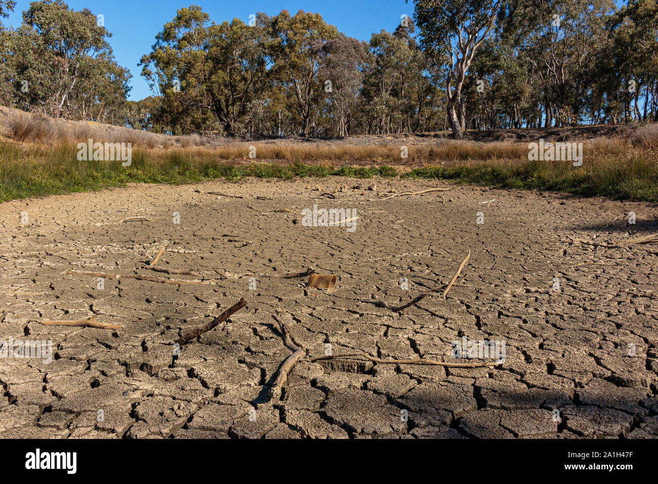 Dried pond at Cork Oaks plantation in the National Arboretum, ACT, Australia on a spring afternoon in September 2019 Stock Photo