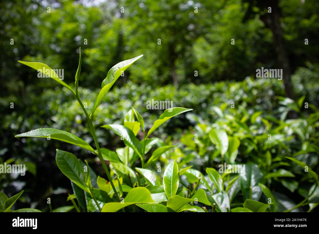World best tea hires stock photography and images Alamy