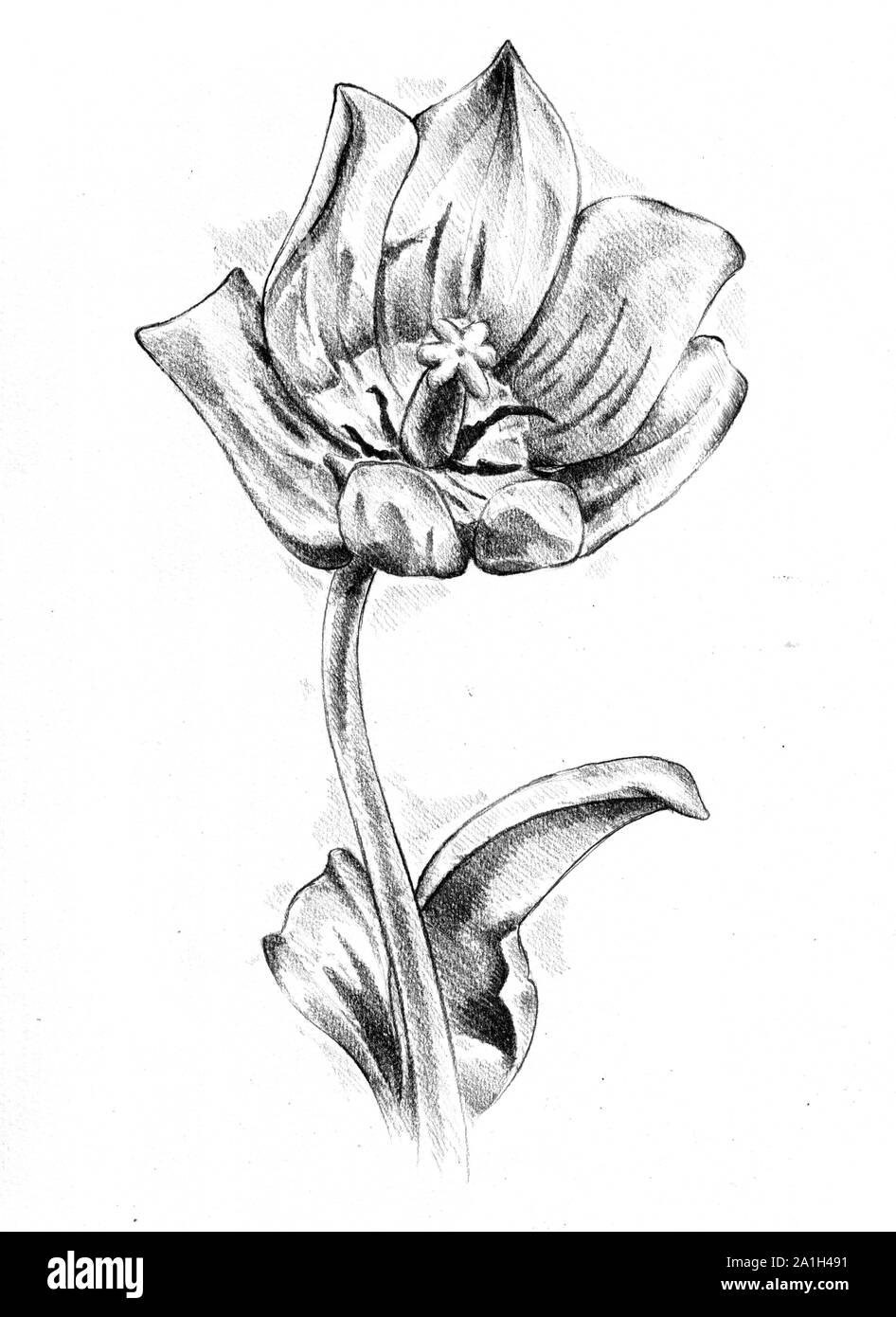 Flower drawing sketch art handmade Stock Photo - Alamy