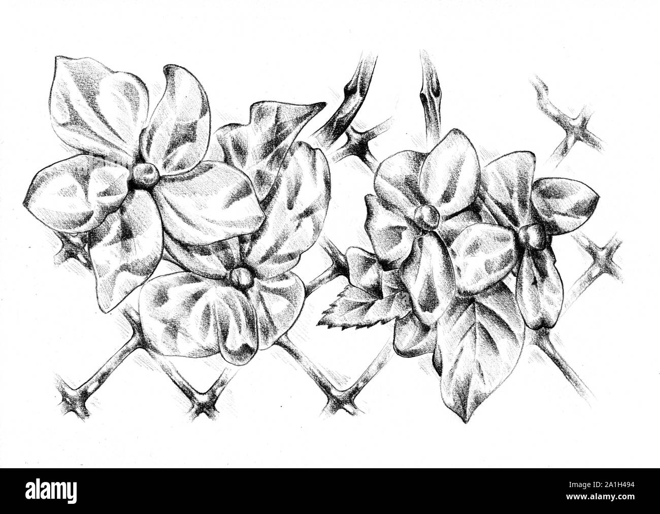 Botanical hibiscus flower drawing, hibiscus flower vector art, hibiscus flower  pencil drawing. - MasterBundles