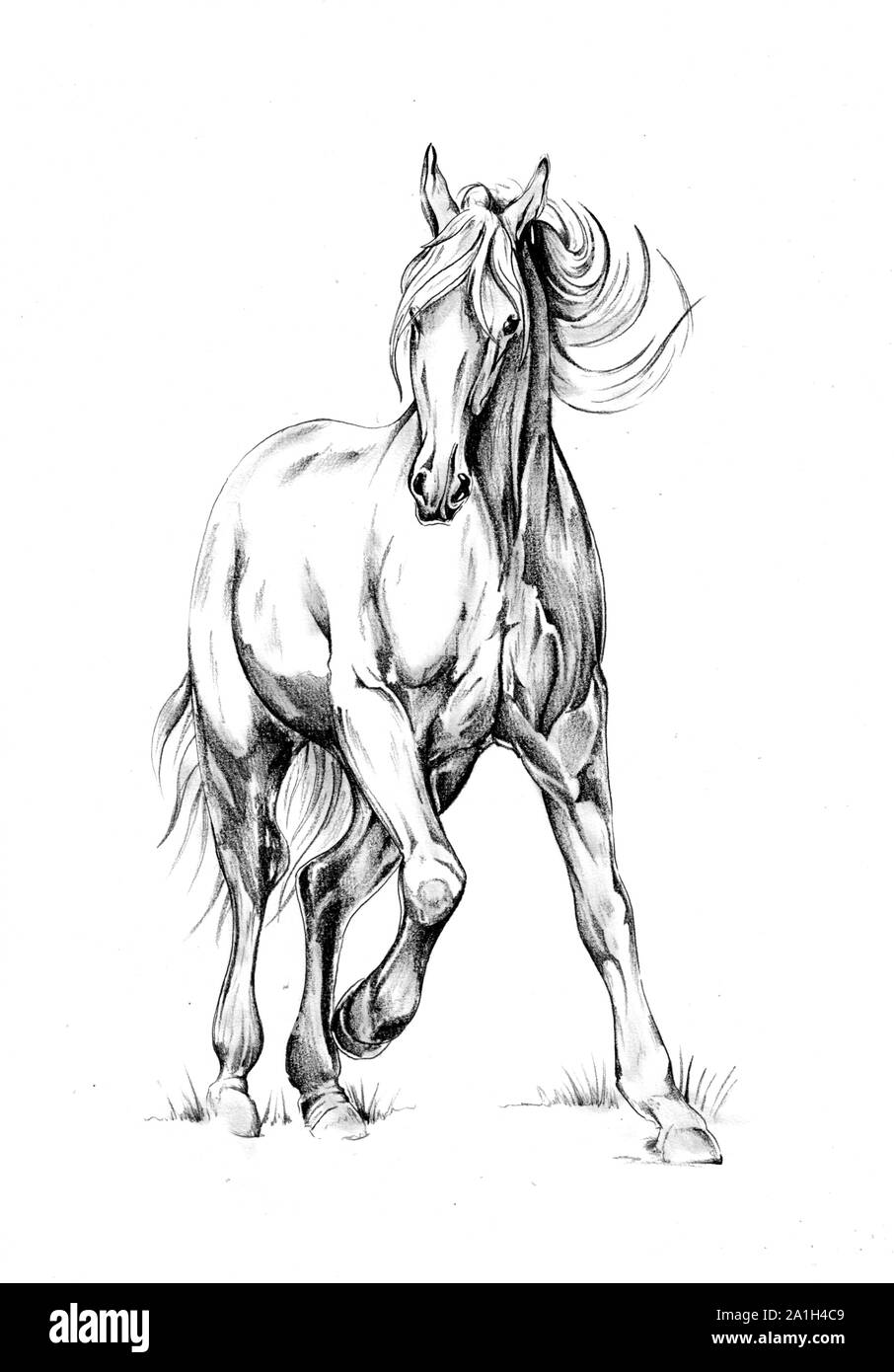 Horse drawing sketch art handmade Stock Photo - Alamy