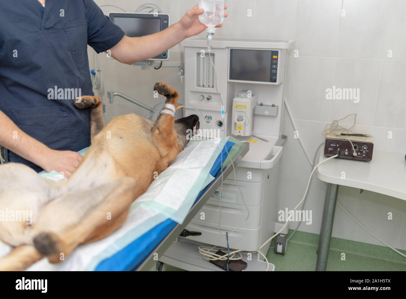 Dog under anesthesia lie on operating table in operating room. Dog