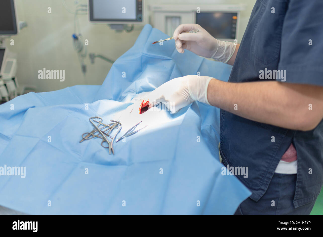 Sterilization of dog on surgical table under general anesthesia and