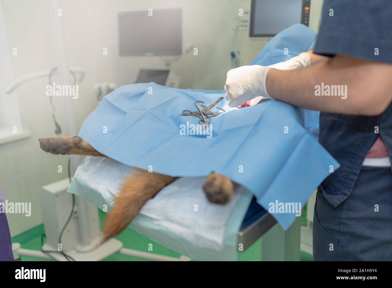 Sterilization of dog on surgical table under general anesthesia and