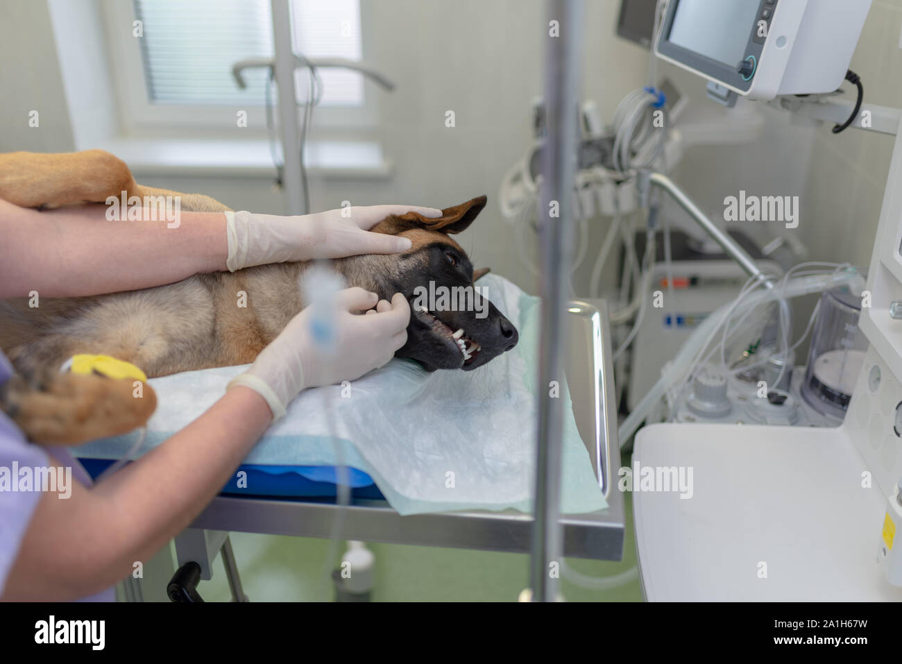 Veterinary doctors conducting surgery. A dog is under anesthesia. Close