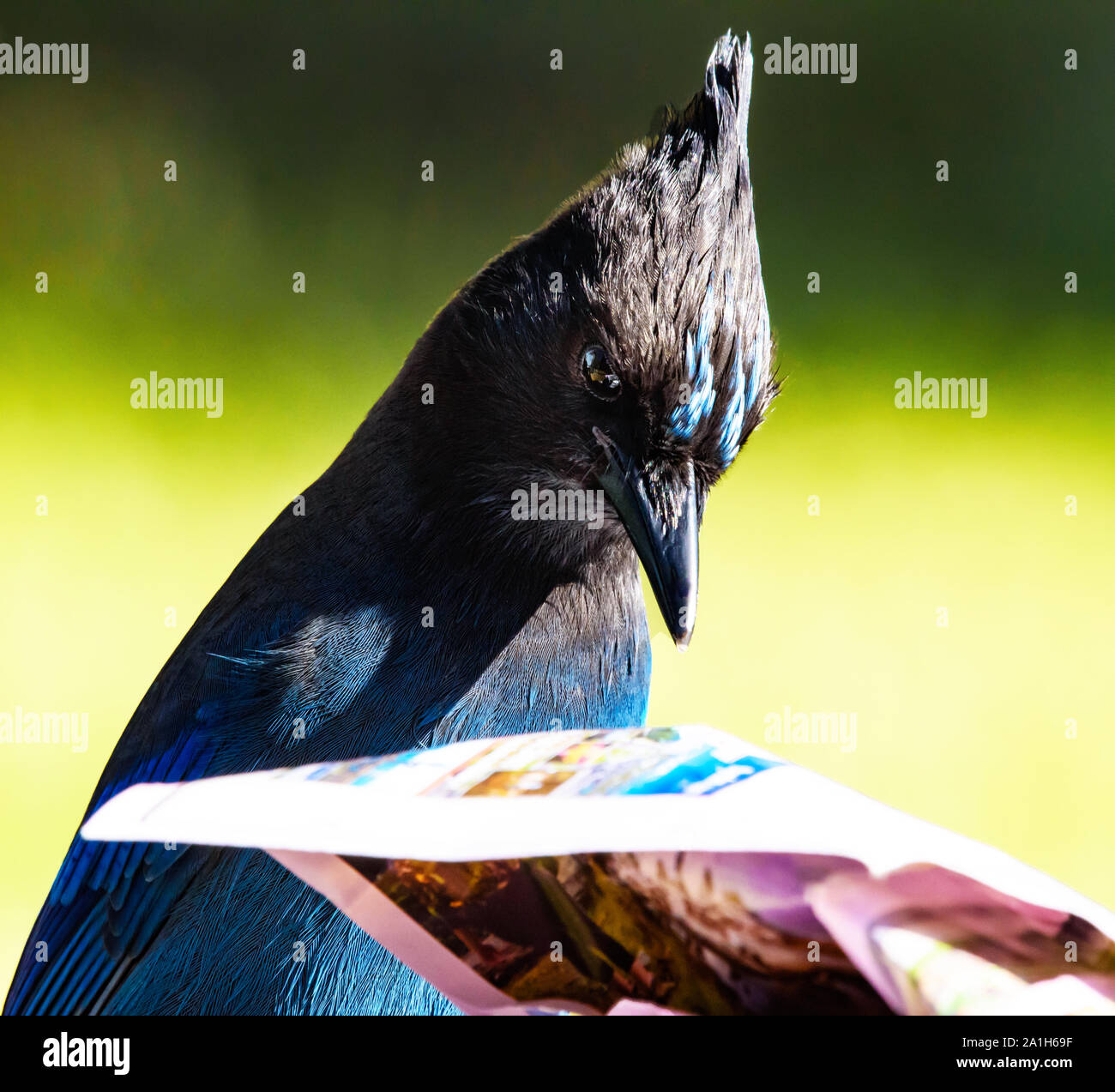 Gorgeous Rare and Candid Closeup of Male Steller's Jay Reading the Sunday Funny Papers Stock Photo