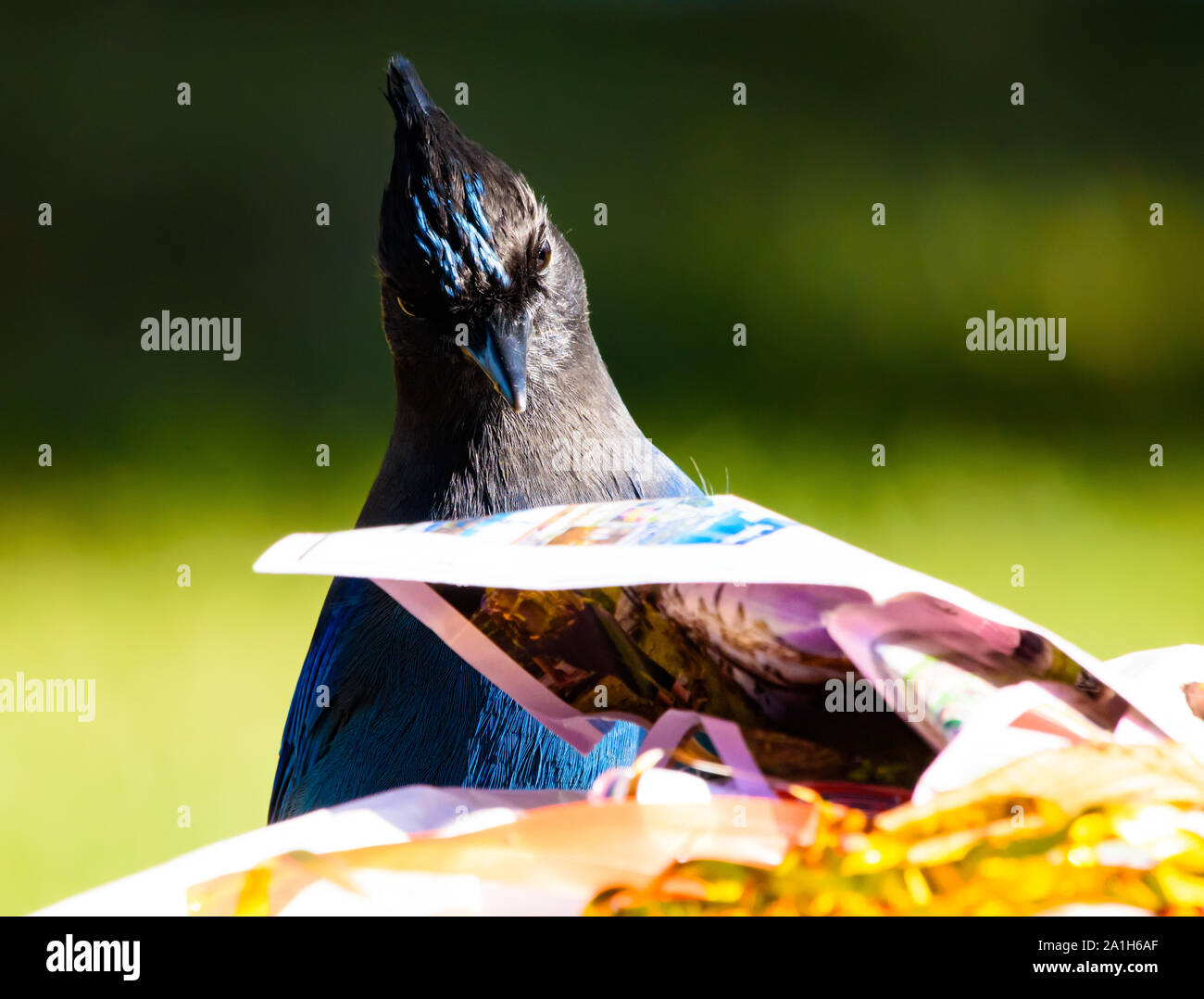 Beautiful Rare and Candid Closeup of Male Steller's Jay Reading the Sunday Funny Papers Stock Photo