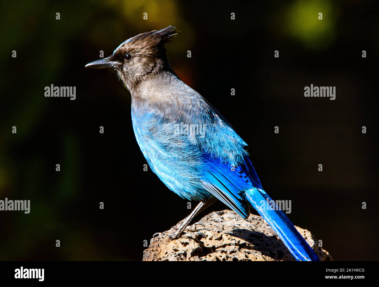 Gorgeous Left Side Photo of Steller's Jay Perched on Lava Rock in Central Oregon Stock Photo