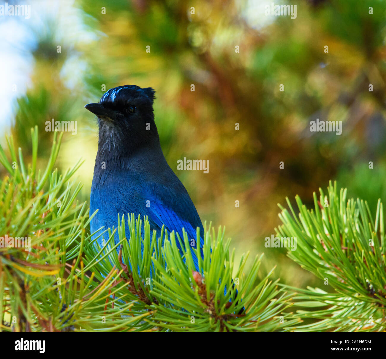 Adorable Steller's Jay Nestled in a Perch of Forest Evergreens Stock Photo