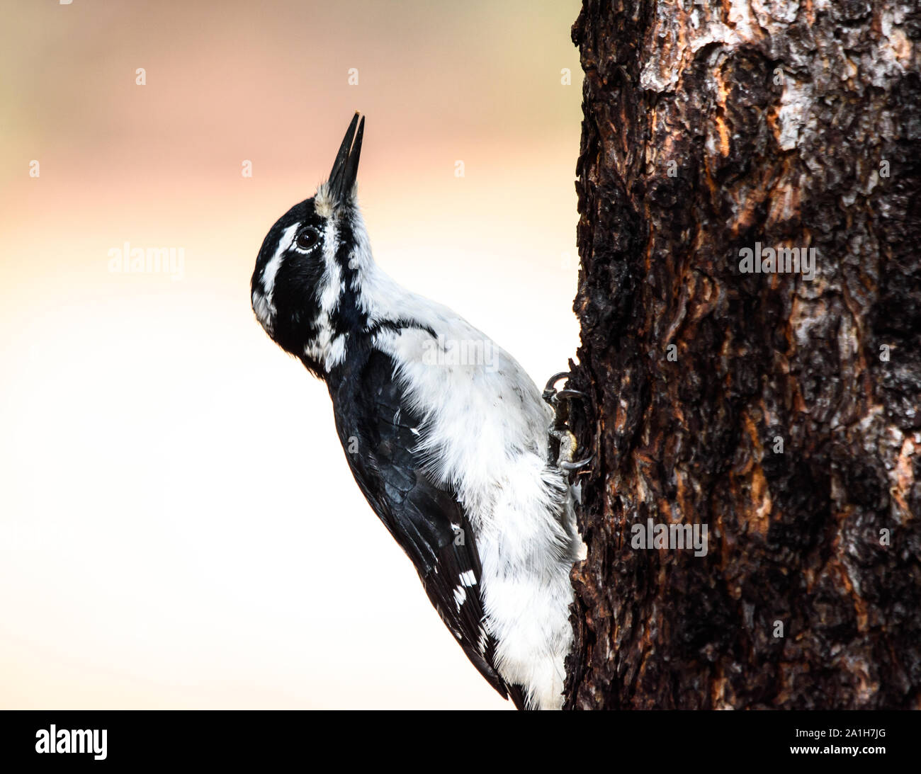 Closeup of the Beautiful Black and White Male Hairy Woodpecker Climbing a Tree Trunk - Profile Stock Photo