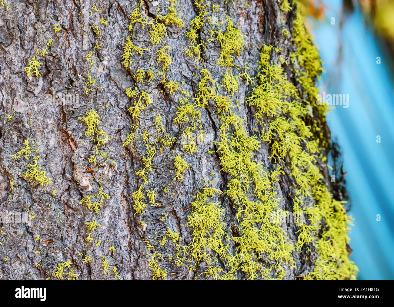 Closeup of Bright Neon Green Moss on Tree Trunk (Wolf Lichen) Early Growth Stock Photo