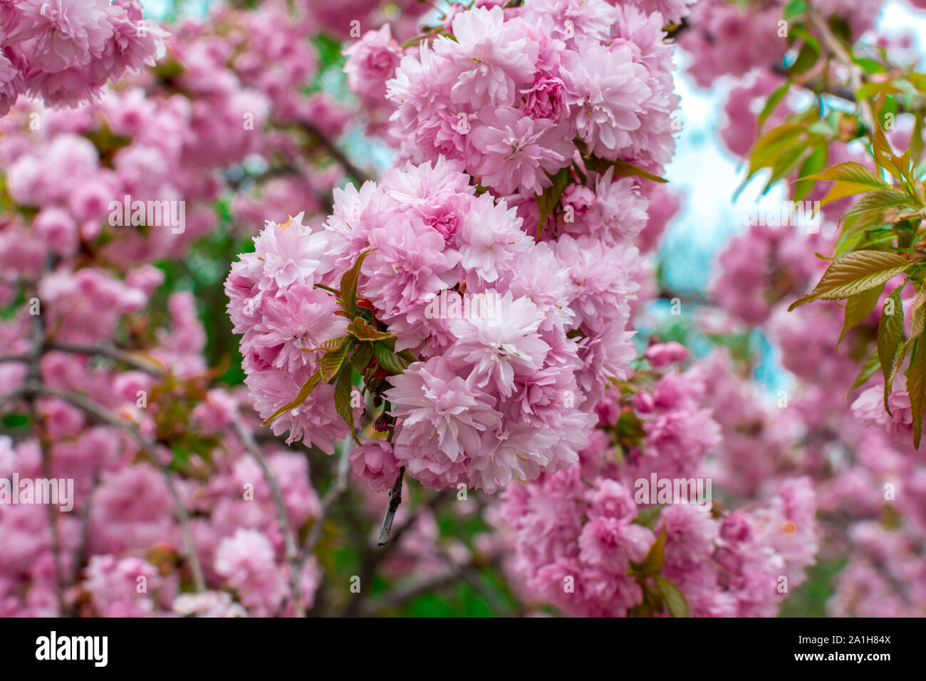 Blooming Louisiana, three-lobed almonds, soft pink lush flowers on a branch of a bush. Stock Photo