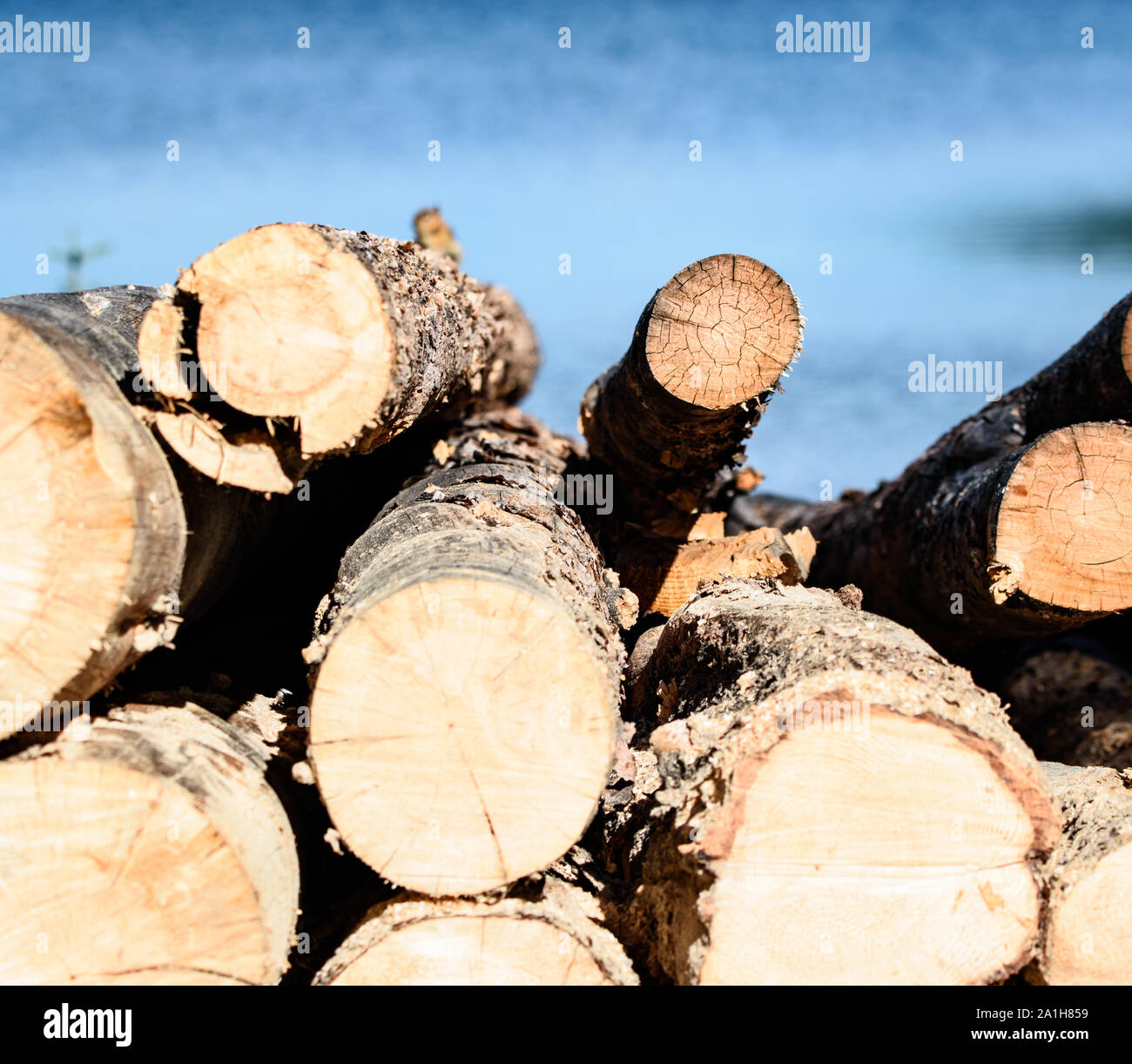 Lodgepole Wood Pile with Lake in Background (Firewood Stock Photo Alamy