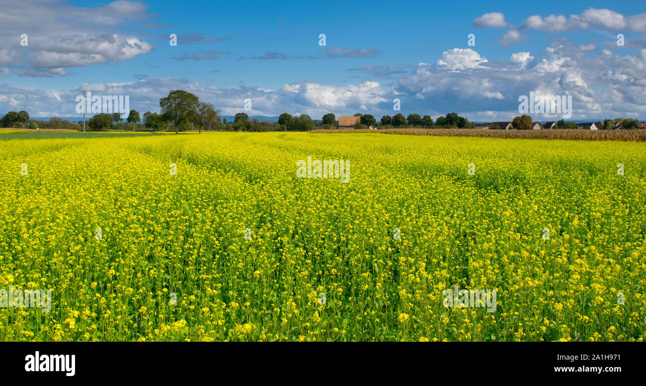 corn field in alsace in france Stock Photo