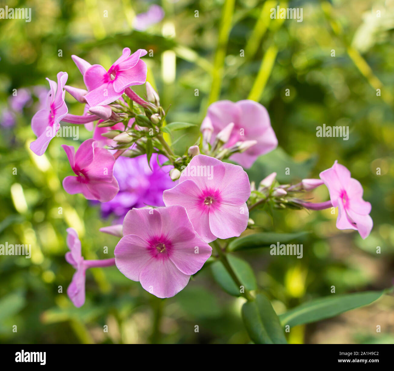 Pink beautiful flowers Phlox- flox in the garden. Stock Photo
