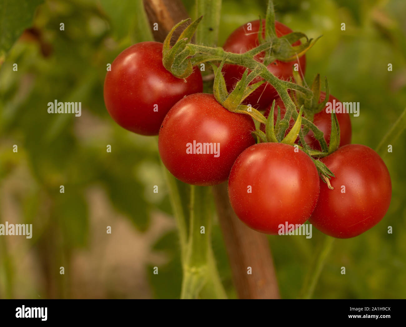 Growing tomatoes and its benefits concept. Cherry tomatoes Stock Photo