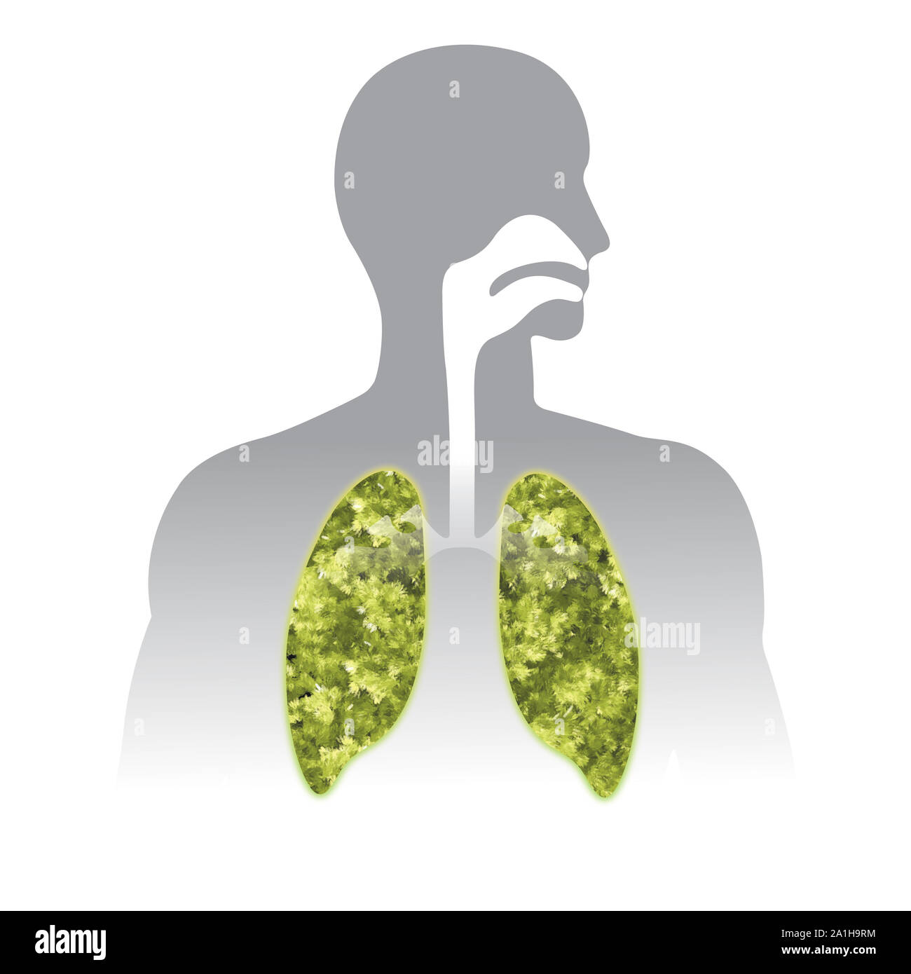 Fresh breath. Green Human lung illustration info graphic. Human body parts. Stock Photo