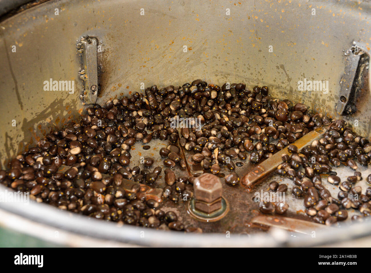 Oil palm nuts in a depulper machine after the depulper process complete. Stock Photo