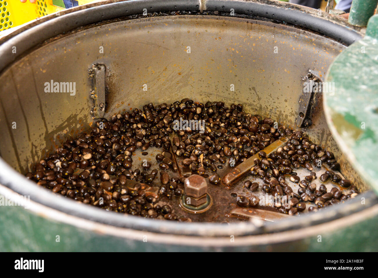 Oil palm nuts in a depulper machine after the depulper process complete. Stock Photo