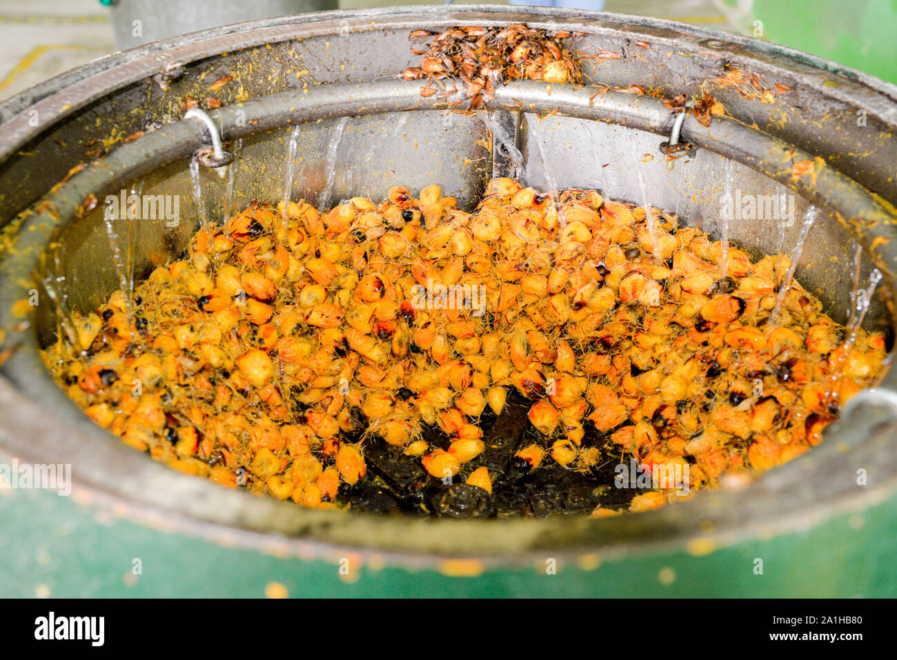 Oil palm fruits in a depulper machine after a few minute before depulper process complete. Stock Photo